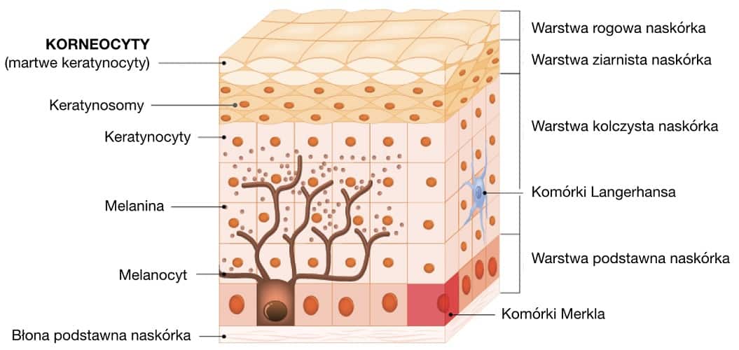 Korneocyty to komórki tworzące warstwę rogową naskórka