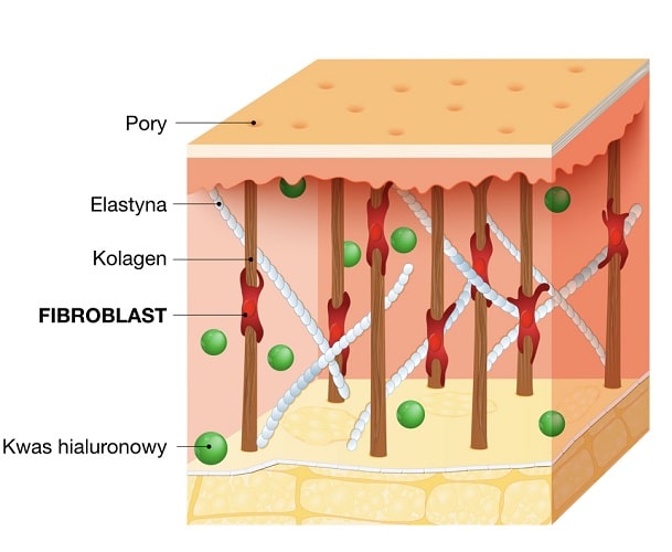 Fibroblasty odpowiadają za produkcję włókien kolagenowych, elastyny i kwasu hialuronowego w skórze.