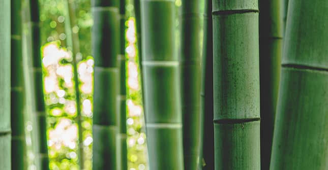 Ramnoza jest pozyskiwana roślin, m.in. z bambusa