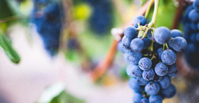 Czerwone winogrona są bogatym źródłem polifenoli 